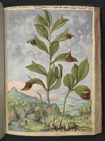 Streptopus amplexifolius (snoet stilk), fra "Paintings of Flora of the Roman States" af Gherardo Cibo, Tilføj MS 2233, f135r, c.1564-84 (akvarel og gouache på papir) af Gherardo Cibo