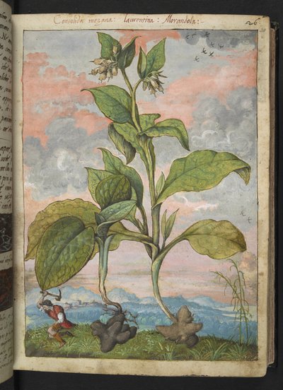 Symphytum tuberosum, fra "Paintings of Flora of the Roman States" af Gherardo Cibo, Add MS 22333, f030r, c.1564-84 (akvarel & gouache på papir) af Gherardo Cibo
