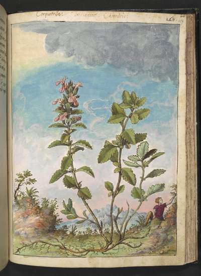 Teucrium chamaedrys (Wall Germander), fra "Paintings of Flora of the Roman States" af Gherardo Cibo, Add MS 22333, f159r, c.1564-84 (akvarel & gouache på papir) af Gherardo Cibo