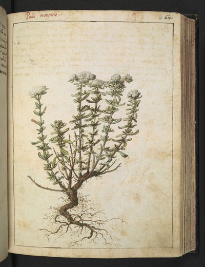 Teucrium montanum, fra "Paintings of Flora of the Roman States" af Gherardo Cibo, Add MS 22333, f068r, c.1564-84 (akvarel & gouache på papir) af Gherardo Cibo