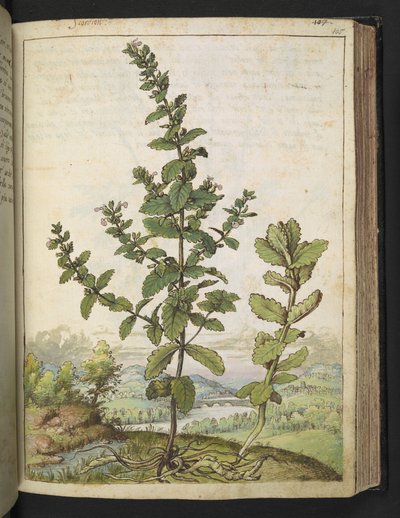 Teucrium scordium, fra "Paintings of Flora of the Roman States" af Gherardo Cibo, Add MS 22333, f105r, c.1564-84 (akvarel og gouache på papir) af Gherardo Cibo