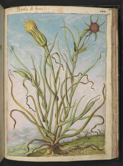 Tragopogon porrifolius, fra "Paintings of Flora of the Roman States" af Gherardo Cibo, Add MS 22333, f169r, c.1564-84 (akvarel & gouache på papir) af Gherardo Cibo