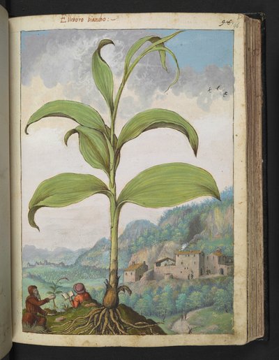 Veratrum nigrum, fra "Paintings of Flora of the Roman States" af Gherardo Cibo, Add MS 22333, f096r, c.1564-84 (akvarel & gouache på papir) af Gherardo Cibo