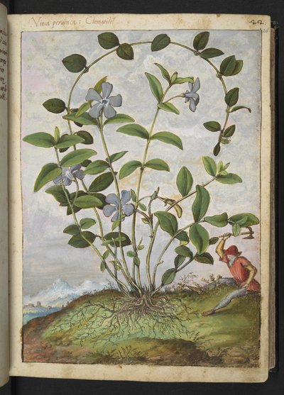 Vinca minor (Periwinkle), fra "Paintings of Flora of the Roman States" af Gherardo Cibo, Add MS 22333, f026r, c.1564-84 (akvarel & gouache på papir) af Gherardo Cibo