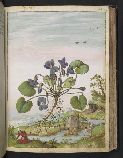 Viola odorata, fra "Paintings of Flora of the Roman States" af Gherardo Cibo, Add MS 22333, f104r, c.1564-84 (akvarel & gouache på papir) af Gherardo Cibo
