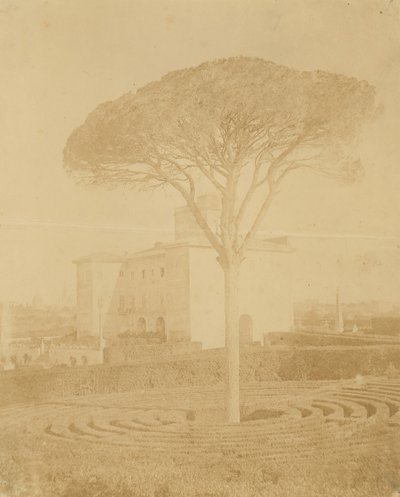 [Træ i formel have udenfor Palazzo], 1860