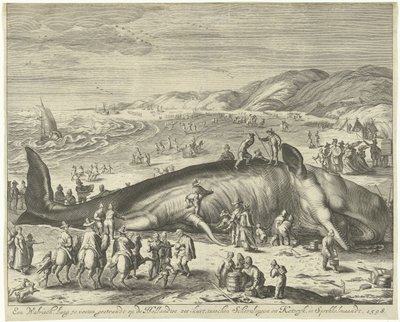 Strandet hval ved Berckhey, 1598 En hval lang 70 fod, strandet på den hollandske havkyst, mellem Schevelingen og Katwyk, i Sprokkelmaandt, 1598 (titel på objektet) af Gilliam van der Gouwen