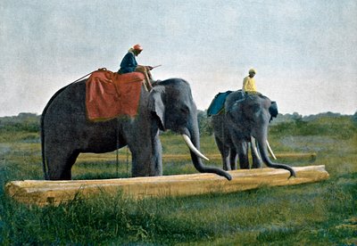 Elefanter flytter en træstamme, Ceylon, c1890 af Gillot