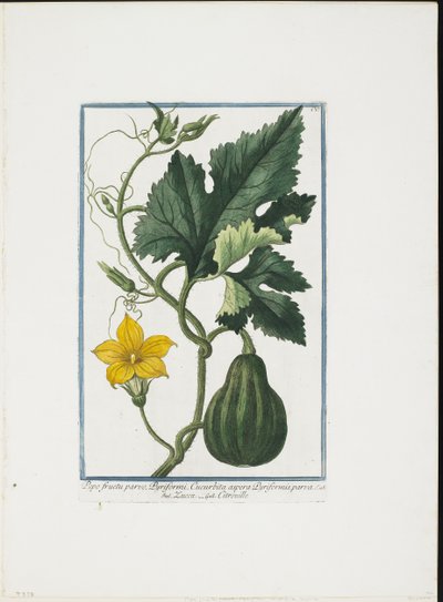 Grøntsagstryk, fra Hortus Romanus, Vol. I eller II, 1772-93 (stipstik, håndfarvet gouache) af Giorgio Bonelli