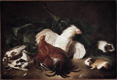Stilleben med dyr Høns og hamstere (olie på lærred af Giovanni Agostino Cassana
