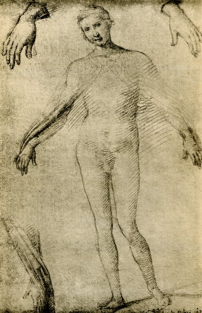 Modelstudie til en jomfru Maria som mater misericordiae af Giovanni Antonio Bazzi Sodoma