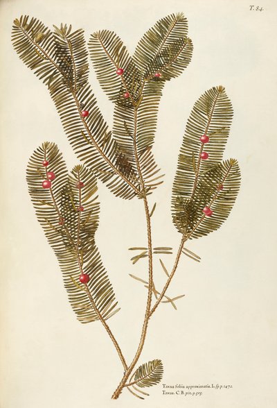 Europæisk taks (Taxus baccata), Taxaceae af Giovanni Antonio Bottione, akvarel af Giovanni Antonio Bottione