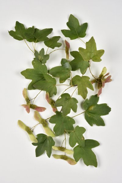 Campestre Acer/Country Maple/Small Maple af Phillipe de Marlier