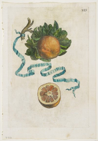 Aurantium Crispo Folio, fra Hesperiderne, 1646 af Giovanni Battista Ferrari