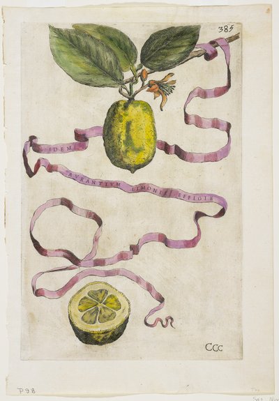 Idem Aurantium Limonis Effigle, fra Hesperides, 1646 af Giovanni Battista Ferrari