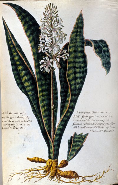 Aloe. Lægeplanter. Gravering - i "Praktisk botanisk historie, eller planters nomenklatur, beskrivelse og dyder, som hører til medicinbrug..." af Giovanni Battista Morandi
