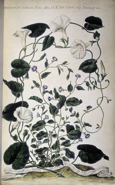 Botanisk tavle: Varieteter af bindweed. Convolvulus sorter (Convolvulus Indicus hvid flora; Convolvulus Siculus). Giovanni Battista Morandi, En malet botanisk have eller en samling af planter..., bind I af Giovanni Battista Morandi