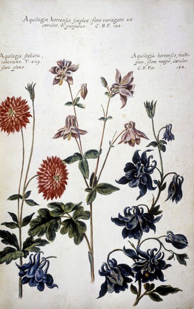 Botanisk tavle: tre slags Ancolies (Aquilegia) - I ""Praktisk botanisk historie, eller planter, der er relevante for brugen af ​​medier, nomenklatur, beskrivelse og dyder..."" af Giovanni Battista Morandi (? - 1761) af Giovanni Battista Morandi