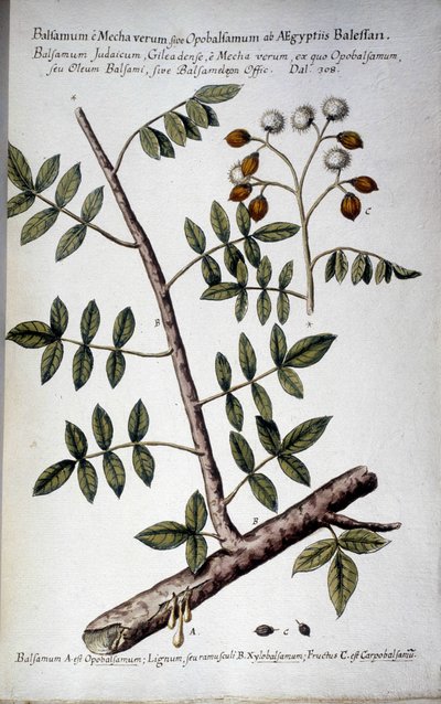 Opobalsamum (gren med seve) - I ""Praktisk botanisk historie, eller planter, der er relevante for brugen af ​​medicin, nomenklatur, beskrivelse og dyder..."" af Giovanni Battista Morandi (? - 1761) af Giovanni Battista Morandi