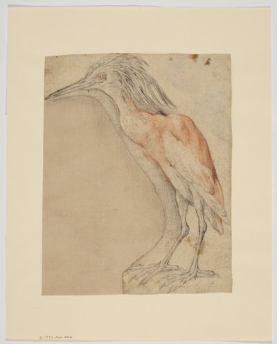 Heron, recto (kridt på papir) af Giovanni da Udine (after)