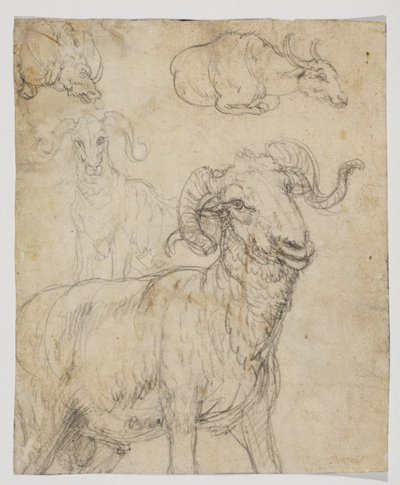 Vædder og bøfler, verso (kridt- og akvareltegning) af Giovanni da Udine (after)