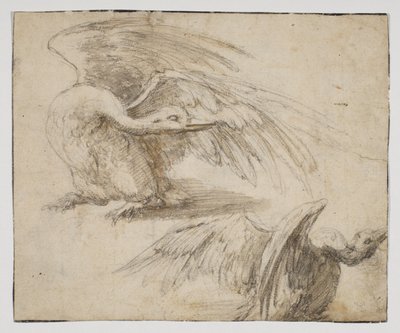 To svaner, recto (kridt- og akvareltegning) af Giovanni da Udine (after)