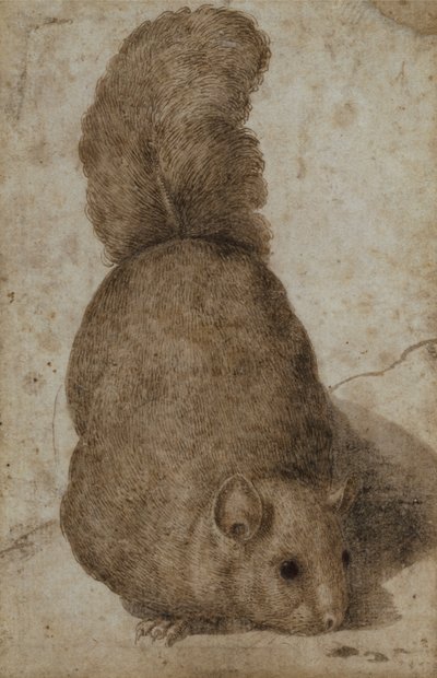 Et egern (pen og blæk) af Giovanni da Udine (attr. to)
