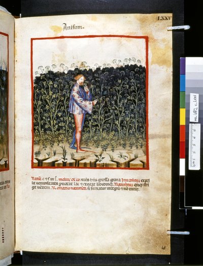 Theatrum sanitatis af Ububchasym de Baldach: 