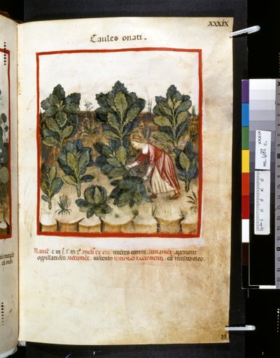 Theatrum sanitatis af Ububchasym de Baldach: 