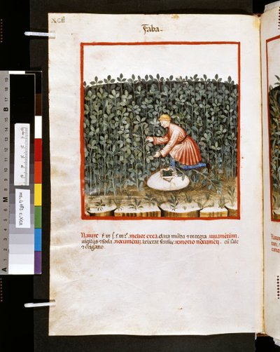 Theatrum sanitatis af Ububchasym de Baldach: 