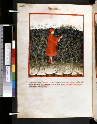 Theatrum sanitatis af Ububchasym de Baldach: 