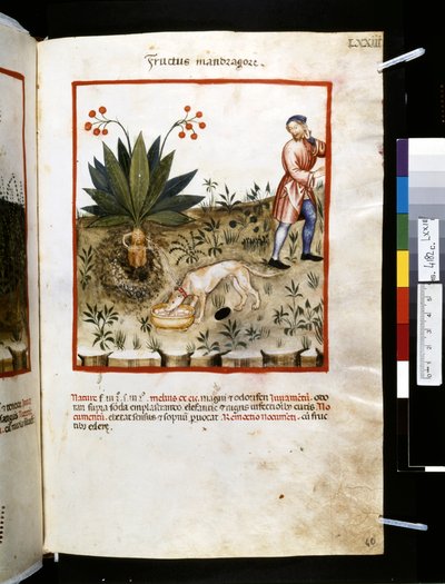 Theatrum sanitatis af Ububchasym de Baldach: 