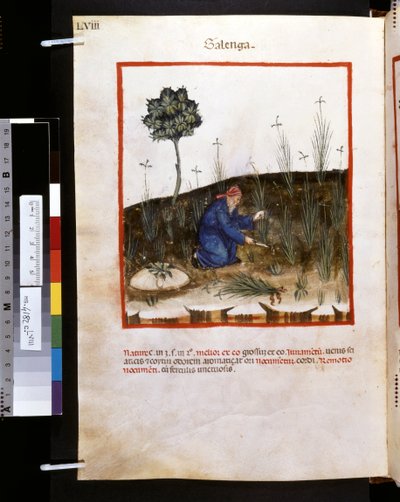 Theatrum sanitatis af Ububchasym de Baldach: 