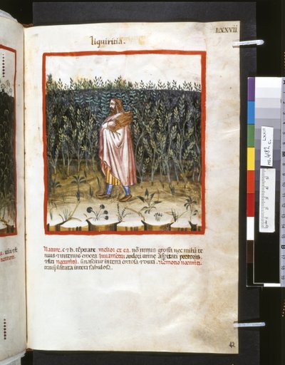 Theatrum sanitatis af Ububchasym de Baldach: "Liquiritia", første årti af det 14. århundrede (miniature) af Giovannino de