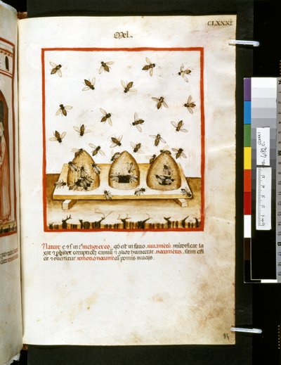 Theatrum sanitatis af Ububchasym de Baldach: 