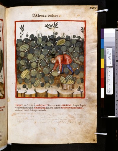 Theatrum sanitatis af Ububchasym de Baldach: "Melones Dulces", første årti af det 14. århundrede (miniature) af Giovannino de