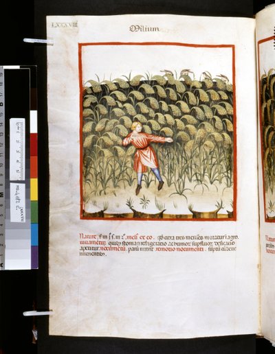 Theatrum sanitatis af Ububchasym de Baldach: 