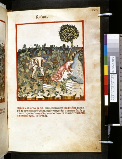 Theatrum sanitatis af Ububchasym de Baldach :