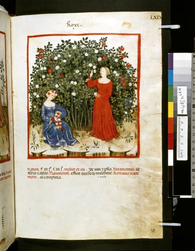 Theatrum sanitatis af Ububchasym de Baldach: 