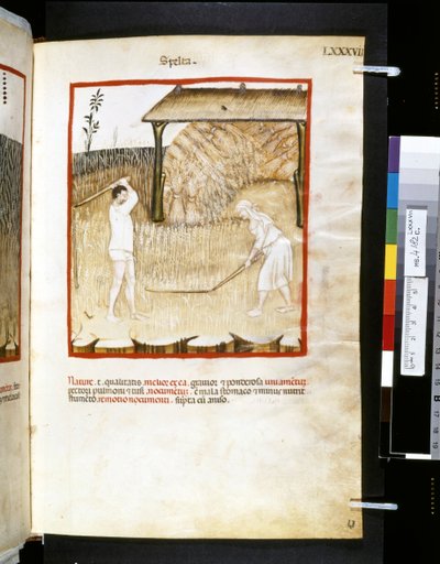 Theatrum sanitatis af Ububchasym de Baldach: 