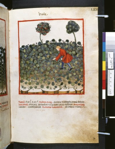 Theatrum sanitatis af Ububchasym de Baldach: 