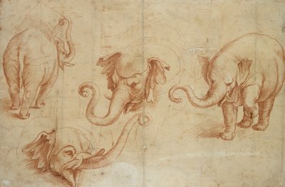 Fire studier af en elefant, begyndelsen af det 16. århundrede af Giulio Romano