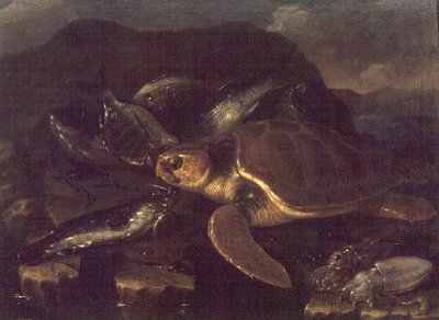 Stilleben med en fisk og en skildpadde af Giuseppe Recco