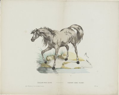 Étalon pur sang / Hingste fuldblod (titel på objekt) af Glenisson and Van Genechten