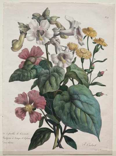 Naturhistorielektion, der indeholder dyrerigets vigtigste arter, klassificeret metodisk: Martynia eller Unicorn Plant af Godefroy Engelmann