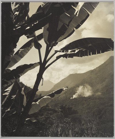 Morgen i troperne (s/h foto) af Gordon C. Abbott