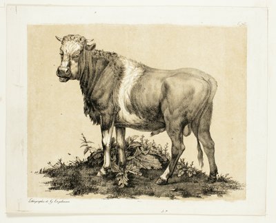 Tyren af Gottfried Engelmann