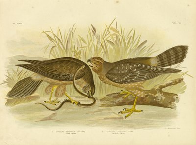 Allied Harrier eller Spotted Harrier, 1891 af Gracius Broinowski