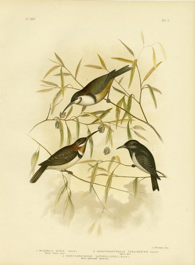 Sort honningæder, 1891 af Gracius Broinowski
