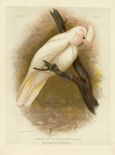 Blodplettet kakadue, 1891 af Gracius Broinowski